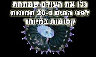 העולם שמתחת לפני המים: 20 תמונות שחושפות יצורים תת-ימיים נדירים