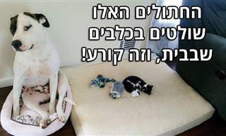 סדרות תמונות מצחיקות של חתולים שמציקים לכלבים