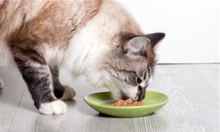 כמה חתול צריך לאכול מדי יום – מדריך מפורט